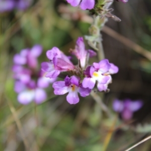 Euphrasia caudata at Cotter River, ACT - 14 Apr 2023