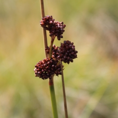 Juncus phaeanthus (Dark-flower Rush) at Namadgi National Park - 14 Apr 2023 by Tapirlord