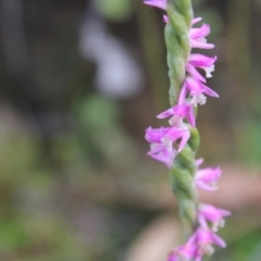 Spiranthes australis (Austral Ladies Tresses) at Namadgi National Park - 14 Apr 2023 by Tapirlord