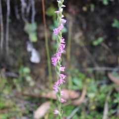 Spiranthes australis at Cotter River, ACT - suppressed