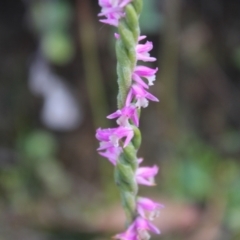 Spiranthes australis at Cotter River, ACT - suppressed