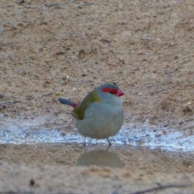 Neochmia temporalis (Red-browed Finch) at Campbell, ACT - 10 Jun 2023 by Steve_Bok