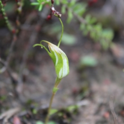 Pterostylis pedoglossa (Prawn Greenhood) at Boolijah, NSW - 23 Apr 2023 by Tapirlord