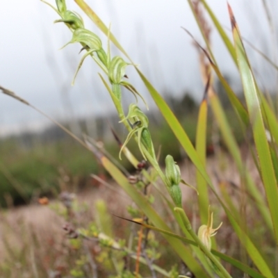 Pterostylis daintreana (Daintree's Greenhood) at Boolijah, NSW - 23 Apr 2023 by Tapirlord