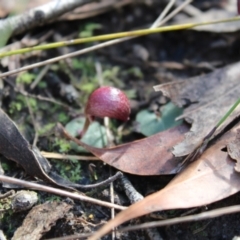 Corybas aconitiflorus (Spurred Helmet Orchid) at Jerrawangala, NSW - 20 May 2023 by Tapirlord