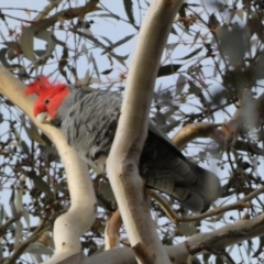 Callocephalon fimbriatum (Gang-gang Cockatoo) at Mount Ainslie - 11 Jun 2023 by Steve_Bok