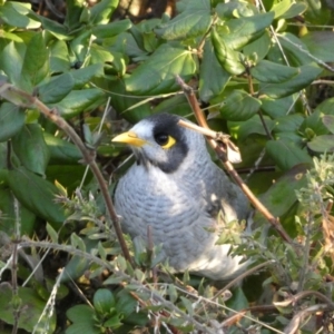 Manorina melanocephala at Campbell, ACT - 11 Jun 2023