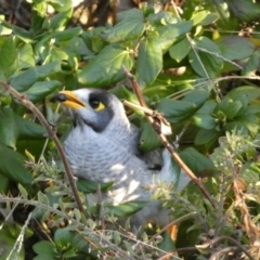 Manorina melanocephala at Campbell, ACT - 11 Jun 2023