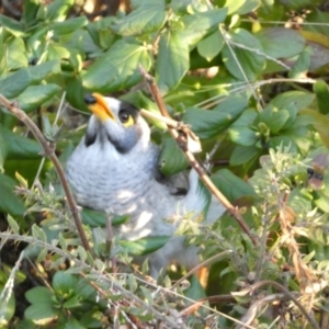 Manorina melanocephala at Campbell, ACT - 11 Jun 2023