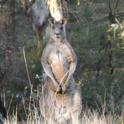Macropus giganteus (Eastern Grey Kangaroo) at Mount Ainslie - 11 Jun 2023 by Steve_Bok