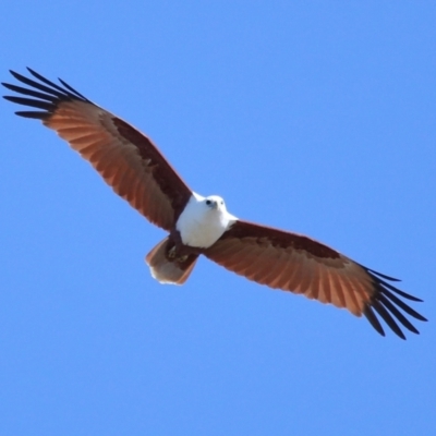 Haliastur indus (Brahminy Kite) at Ormiston, QLD - 10 Jun 2023 by TimL