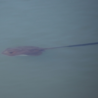 Unidentified Shark / Ray at Cleveland, QLD - 10 Jun 2023 by TimL