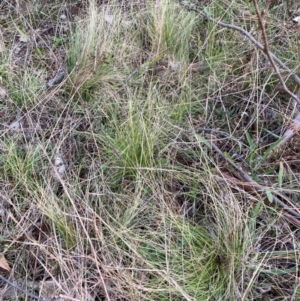 Nassella trichotoma at Watson, ACT - 11 Jun 2023