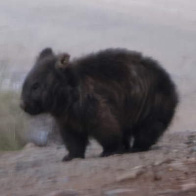 Vombatus ursinus (Bare-nosed Wombat) at Bruarong, VIC - 11 Jun 2023 by KylieWaldon