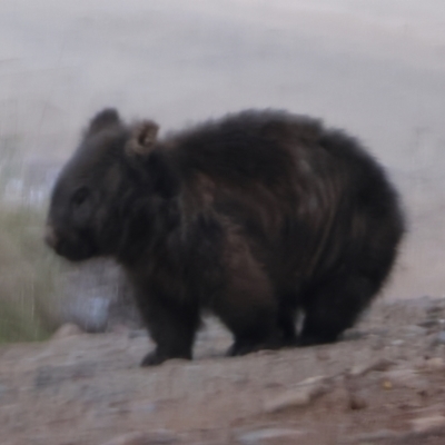 Vombatus ursinus (Common wombat, Bare-nosed Wombat) at Bruarong, VIC - 11 Jun 2023 by KylieWaldon