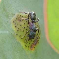 Rhytidoponera metallica (Greenhead ant) at Sullivans Creek, Turner - 6 Apr 2023 by ConBoekel