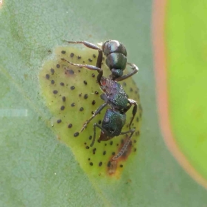 Rhytidoponera metallica at Turner, ACT - 6 Apr 2023