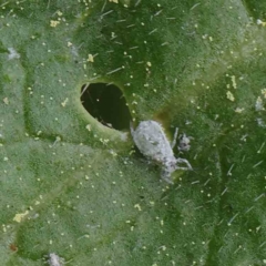 Aphididae (family) (Unidentified aphid) at Turner, ACT - 6 Apr 2023 by ConBoekel