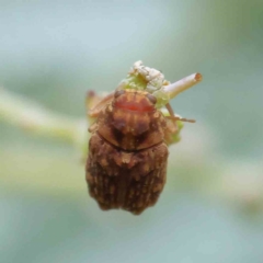 Cadmus sp. (genus) (Unidentified Cadmus leaf beetle) at Turner, ACT - 6 Apr 2023 by ConBoekel