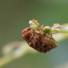 Cadmus sp. (genus) at Turner, ACT - 6 Apr 2023