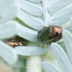 Ditropidus sp. (genus) (Leaf beetle) at Sullivans Creek, Turner - 6 Apr 2023 by ConBoekel