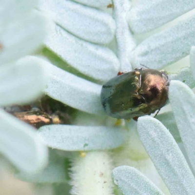 Ditropidus sp. (genus) (Leaf beetle) at Turner, ACT - 6 Apr 2023 by ConBoekel