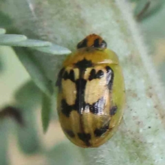 Peltoschema hamadryas (Hamadryas leaf beetle) at Turner, ACT - 5 Apr 2023 by ConBoekel
