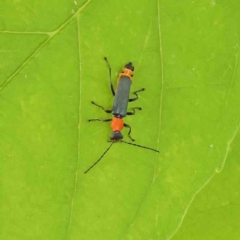 Chauliognathus tricolor (Tricolor soldier beetle) at Sullivans Creek, Turner - 6 Apr 2023 by ConBoekel