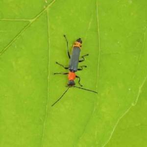 Chauliognathus tricolor at Turner, ACT - 6 Apr 2023