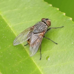 Calliphora stygia (Brown blowfly or Brown bomber) at Haig Park - 6 Apr 2023 by ConBoekel