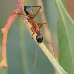 Camponotus consobrinus at Turner, ACT - 6 Apr 2023