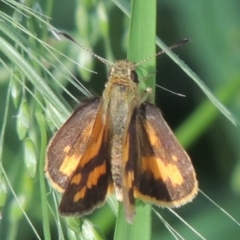 Ocybadistes walkeri (Green Grass-dart) at Pollinator-friendly garden Conder - 3 Dec 2022 by michaelb