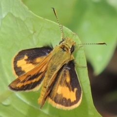 Ocybadistes walkeri (Green Grass-dart) at Conder, ACT - 5 Nov 2018 by michaelb