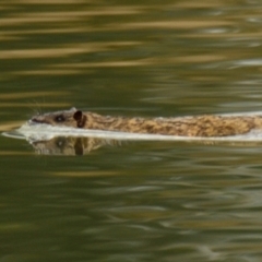 Hydromys chrysogaster (Rakali or Water Rat) at Giralang Wetlands - 12 Jun 2023 by Thurstan