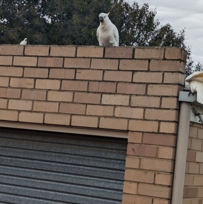 Cacatua galerita (Sulphur-crested Cockatoo) at North Albury, NSW - 5 Jun 2023 by Darcy