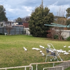 Cacatua galerita (Sulphur-crested Cockatoo) at North Albury, NSW - 5 Jun 2023 by Darcy