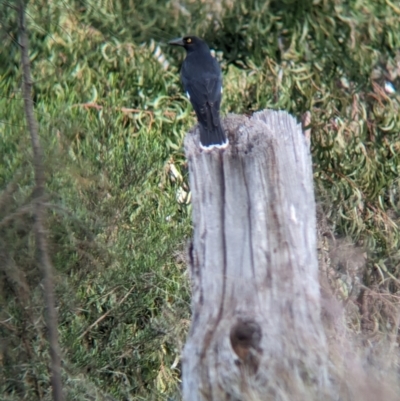 Strepera graculina (Pied Currawong) at Glenroy, NSW - 11 Jun 2023 by Darcy