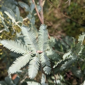 Acacia baileyana at Watson, ACT - 12 Jun 2023