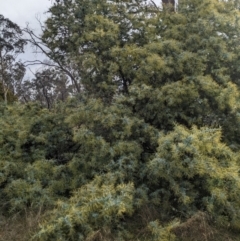 Acacia baileyana at Watson, ACT - 12 Jun 2023