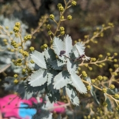 Acacia baileyana (Cootamundra Wattle, Golden Mimosa) at Watson, ACT - 12 Jun 2023 by WalterEgo