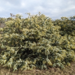 Acacia baileyana at Watson, ACT - 12 Jun 2023