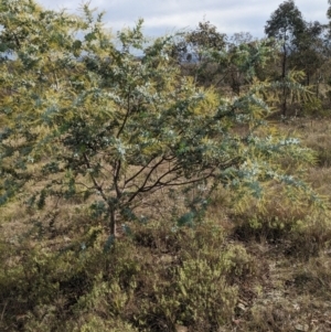 Acacia baileyana at Watson, ACT - 12 Jun 2023