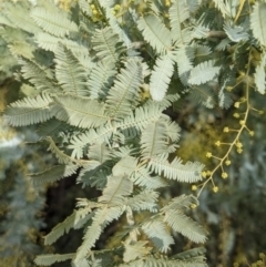 Acacia baileyana at Watson, ACT - 12 Jun 2023 11:49 AM