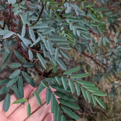 Indigofera australis subsp. australis (Australian Indigo) at Hamilton Valley, NSW - 11 Jun 2023 by Darcy
