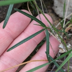 Glycine clandestina (Twining Glycine) at Hamilton Valley, NSW - 11 Jun 2023 by Darcy