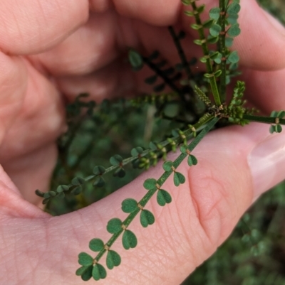 Indigofera adesmiifolia (Tick Indigo) at Hamilton Valley, NSW - 11 Jun 2023 by Darcy