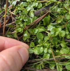 Isotoma fluviatilis subsp. australis at Watson, ACT - 12 Jun 2023 11:12 AM