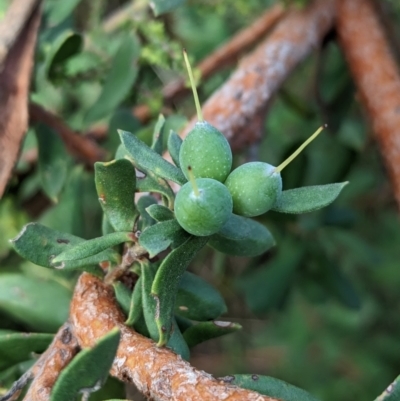 Persoonia rigida (Hairy Geebung) at Hamilton Valley, NSW - 11 Jun 2023 by Darcy