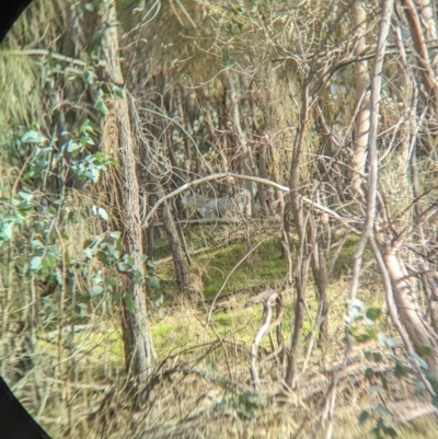 Capra hircus (Goat) at Hamilton Valley, NSW - 11 Jun 2023 by Darcy