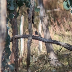 Petroica boodang (Scarlet Robin) at Hamilton Valley, NSW - 11 Jun 2023 by Darcy